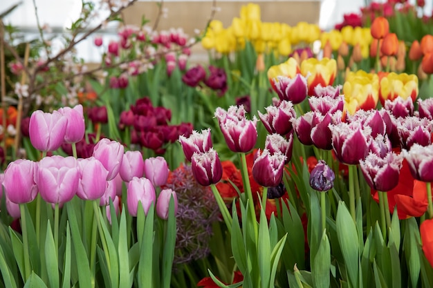 さまざまな色の美しいチューリップの春の展示会。花展の温室で生花。