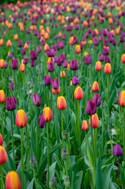 Spring field of beautiful multicolored tulips