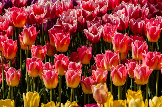 Photo spring field of colorful tulips