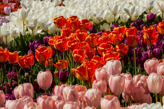 Spring field of colorful tulips