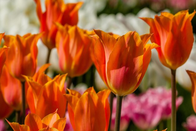 Spring field of colorful tulips