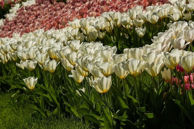 Spring field of colorful tulips