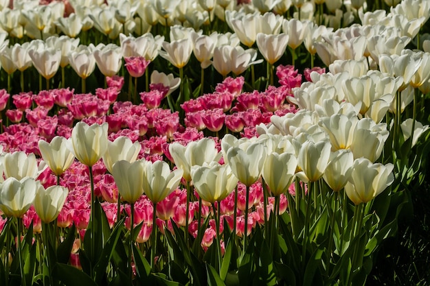 Spring field of colorful tulips