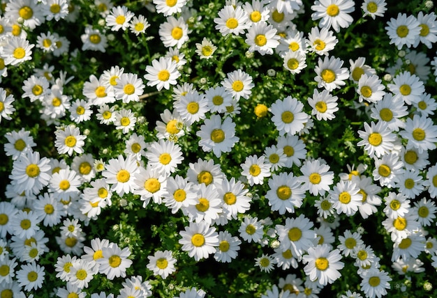 Spring field of daisies background