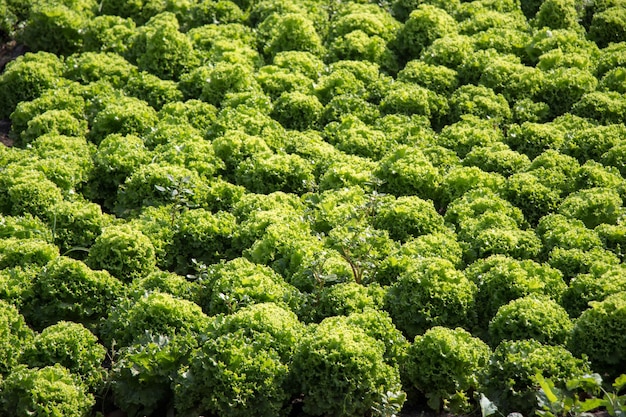 Spring field growing sprouted agricultural crops