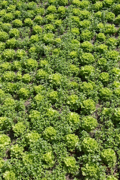 Spring field growing sprouted agricultural crops