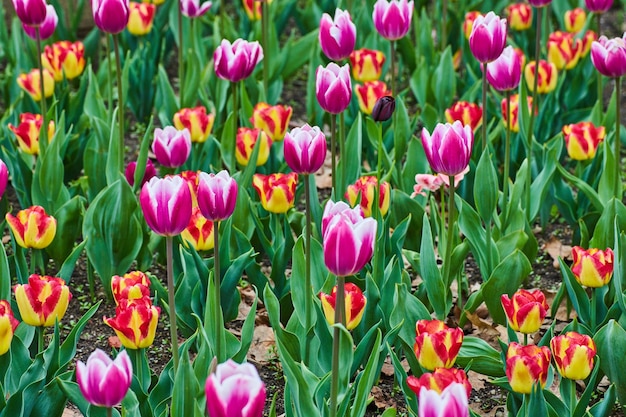 Spring field of red and pink tulips