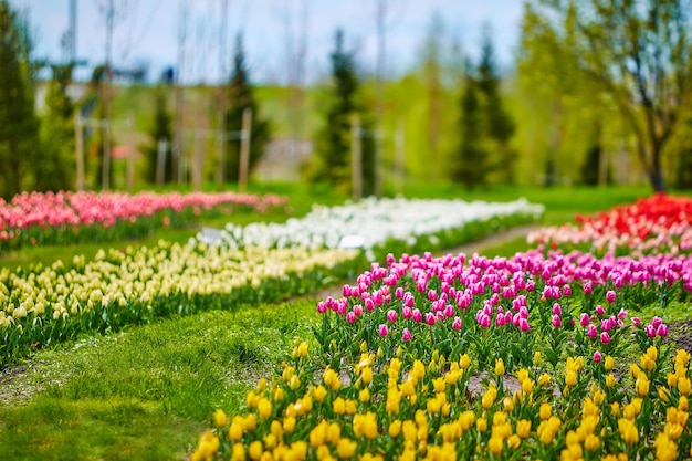 Photo spring field of tulips