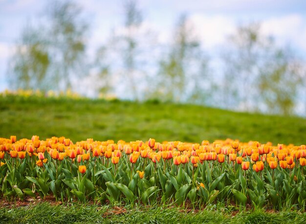 Photo spring field of tulips