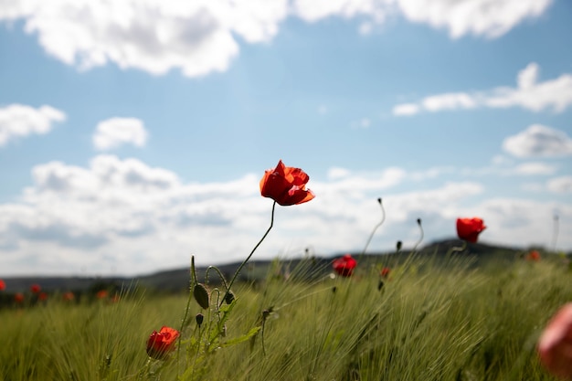 Spring field of wheat ears with poppy flowers against the blue sky with white clouds. 