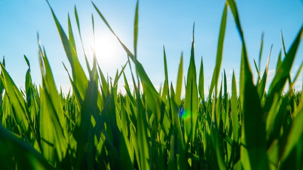 Foto giacimento della primavera con erba verde contro il cielo