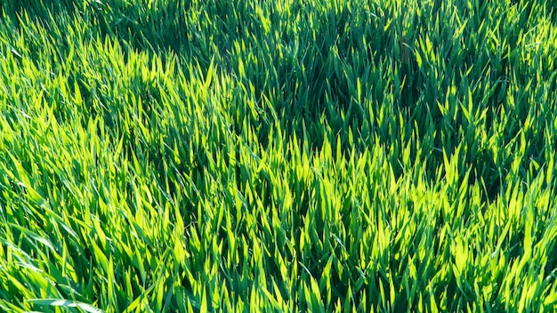 Giacimento della primavera con erba verde