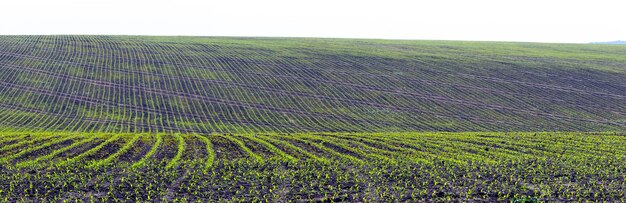 Весеннее поле с рядами кукурузных побегов кукурузы в поле