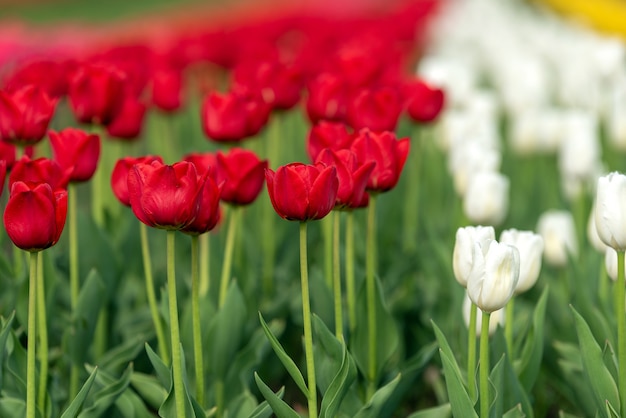 Весенние поля цветущих тюльпанов. сцена красоты на открытом воздухе. пейзаж фермы красочные цветы