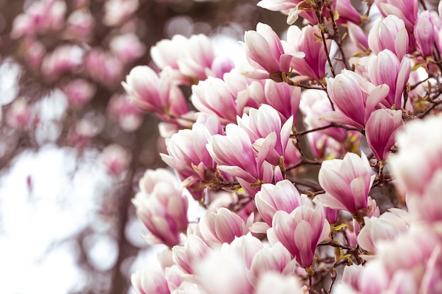 Sfondo floreale primaverile bellissimi fiori di magnolia rosa chiaro fioriti in un concetto di natura a fuoco selettivo di luce soffusa