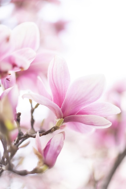 Spring floral background blooming branch of magnolia