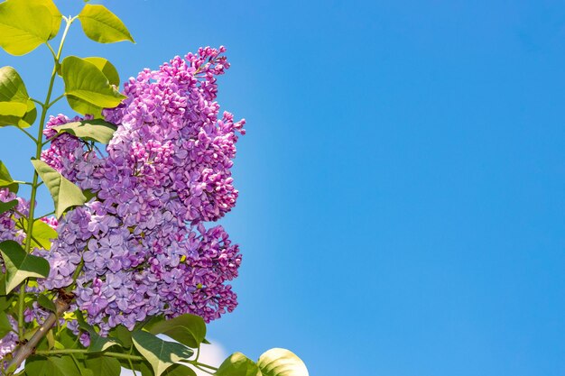 春の花の背景 春の青い空を背景に くライラックの枝