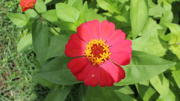 マグノリアフラワープレミアムと春の花の背景