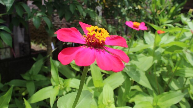 マグノリアフラワープレミアムと春の花の背景