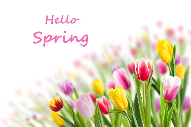 Весенний цветочный фон с цветами тюльпана и надписью Hello Spring
