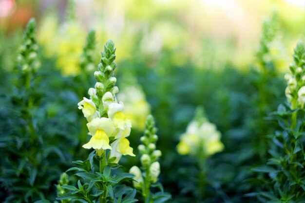 Spring floral beautiful fresh yellow flowers with blur green background scene.