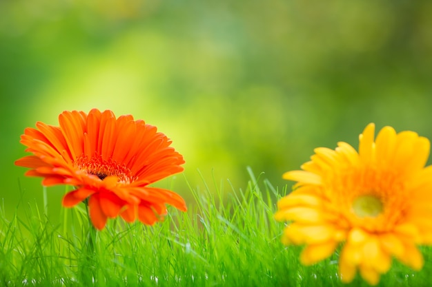 Fiore di primavera su sfondo verde sfocato