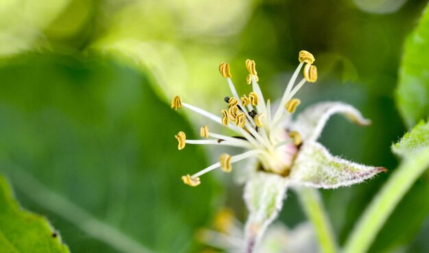 spring flower apple blossoms image of a