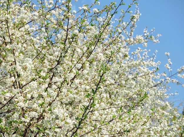 Sfondo fiore di primavera i primi fiori di ciliegio sotto il sole di primavera.