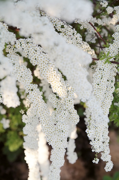 春の花の背景。