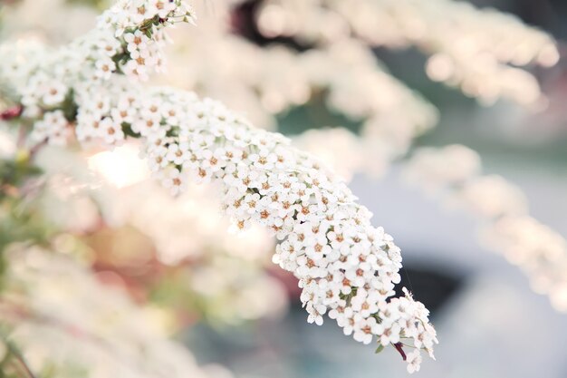 春の花の背景。