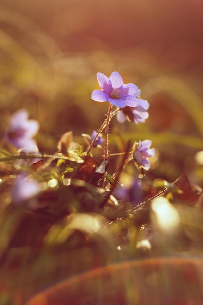 Fiore di primavera bellissimi primi piccoli fiori che sbocciano nella foresta hepatica hepatica nobilis