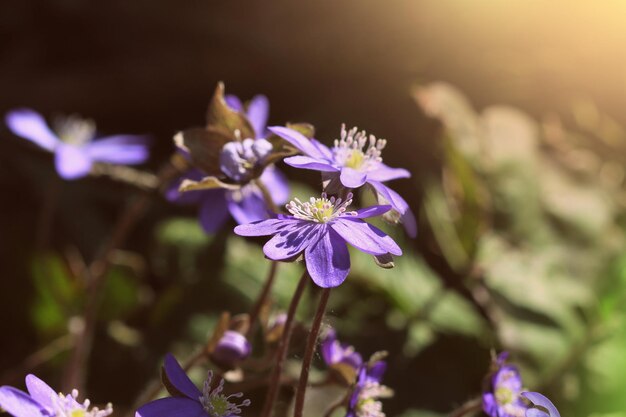 Photo spring flower beautiful blooming first small flowers in the forest hepatica hepatica nobilis