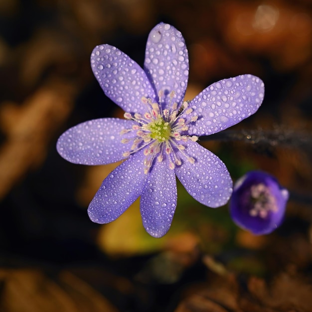 Spring flower Beautiful purple plant in the forest Colorful natural background Hepatica nobilis