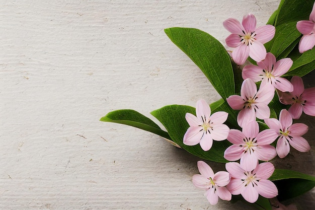 春の花の枝の背景