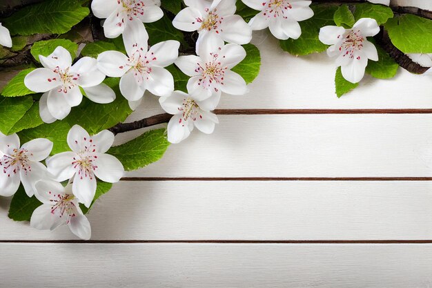 Spring Flower Branch Background