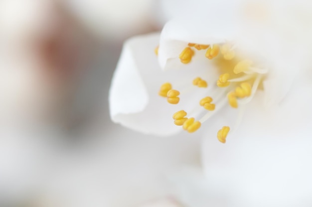 Spring flower and bud on tree