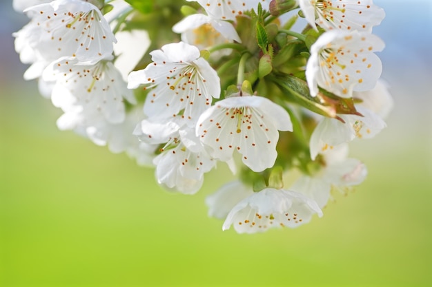 Spring flower and bud on tree