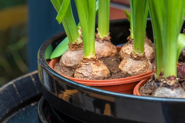 Spring flower bulbs in a pot. Flower market, gardening, greenhouse, home plants. High quality photo