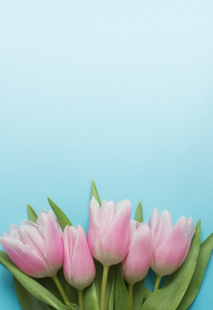 Spring flower card with pink tulips on blue-white gradient background. Copy space, vertical.