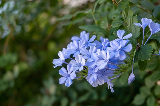 Photo spring flower concept lobelia erinus edging garden or trailing light blue color flowering plant