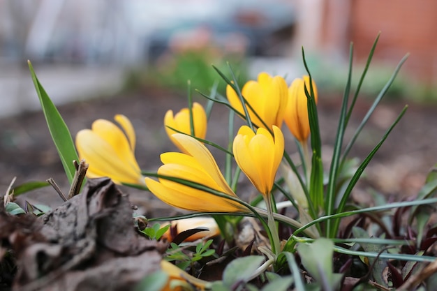 Spring flower crocus