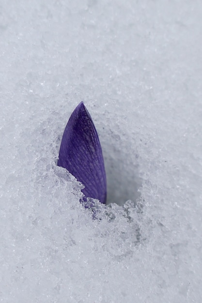 Spring flower. Crocuses purple buds under the snow. The beginning of spring.