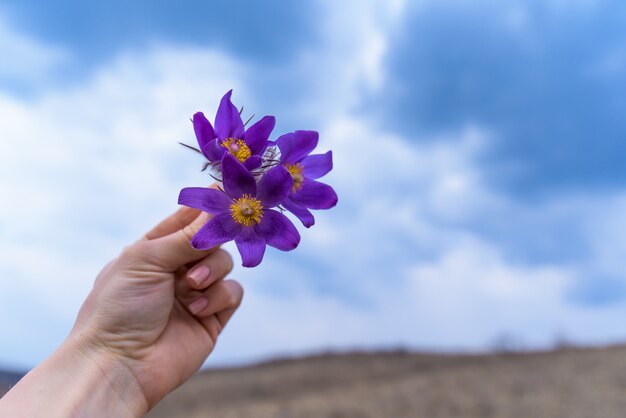 봄 꽃 꿈 잔디 보라색, 근접