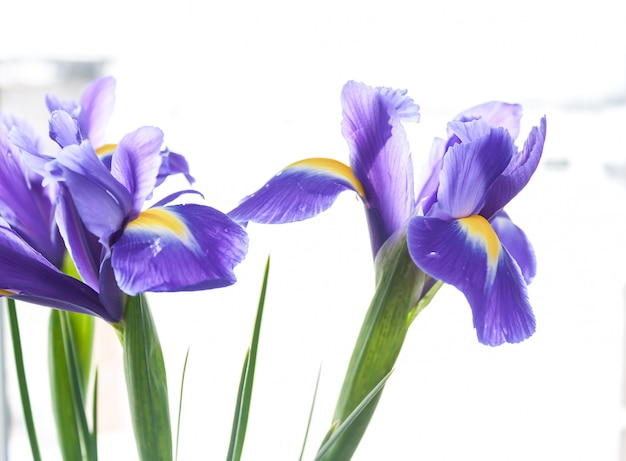 Cornice fiore di primavera fatta da iris