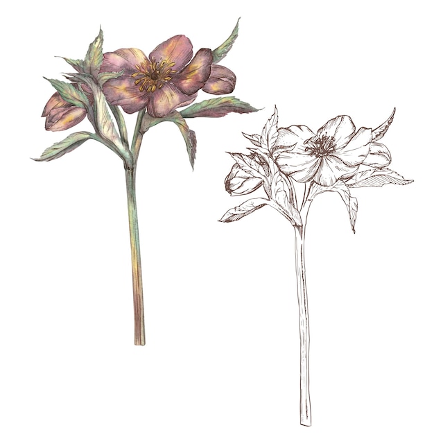 春の花 ヘレボア 白い背景に水彩画とグラフィックで手描きの植物学