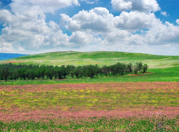 Spring flower meadow