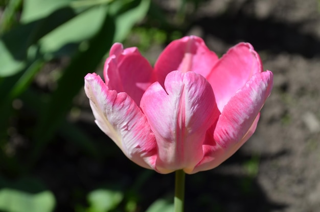 Spring flower pink tulip on green background