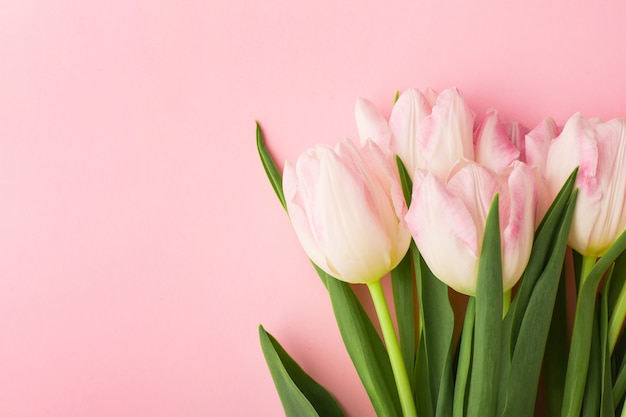 Spring flower pink tulips close-up