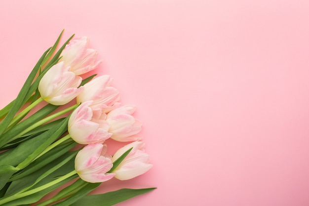 Spring flower pink tulips