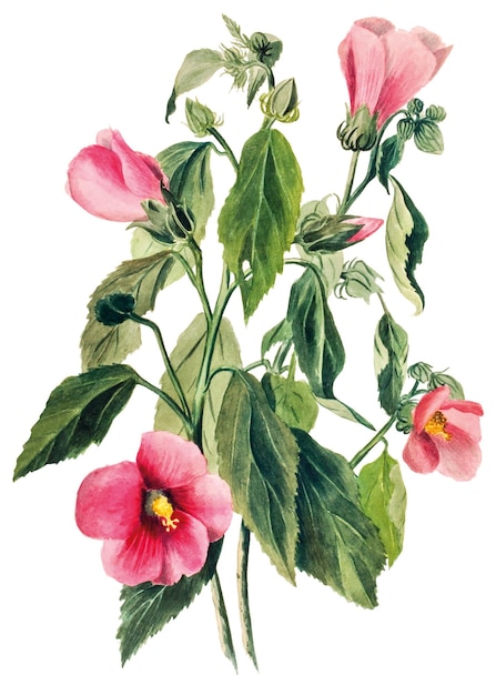 春の花のバラ ゼンチアンの花 pngイラスト